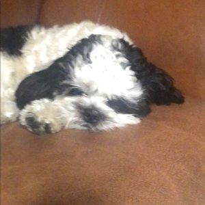 Meet your Posher, Sandra